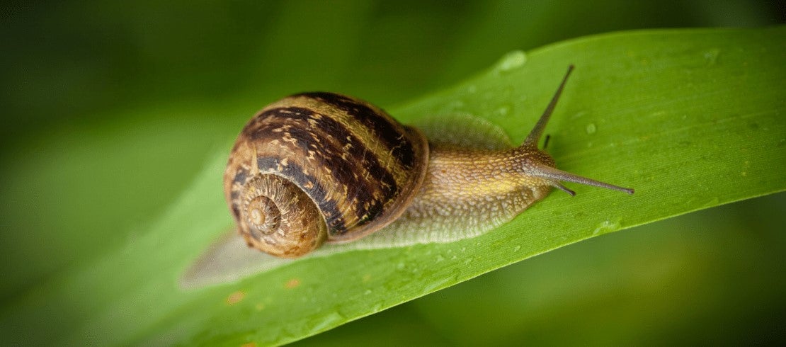 lungworm-life-cycle-my-pet-and-i